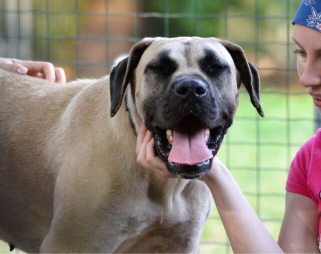 aguzzino di combattimenti per cani rivuole i suoi animali. Volontarie impaurite 